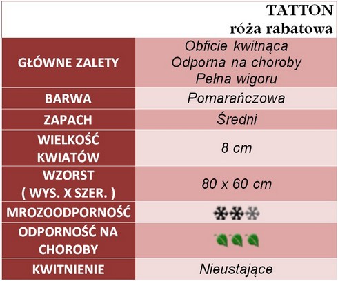 Tatton róże rabatowe gł. zal.